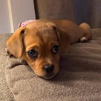 Ruby -  Chihuahua and Mixed Breed Dog for Adoption in Tomah, Wisconsin - Ruby | PetCurious