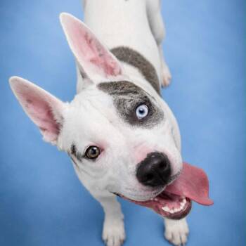 Dove -  Pit Bull Terrier and Mixed Breed Dog for Adoption in Newport, Tennessee - Dove | PetCurious