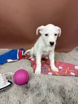 Basenji and Australian Shepherd Dogs Available for Adoption - Brave | PetCurious