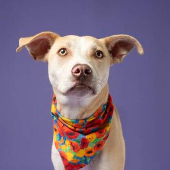 Avril Lavigne -  Mixed Breed Dog for Adoption in Atlanta, Georgia - Avril Lavigne | PetCurious