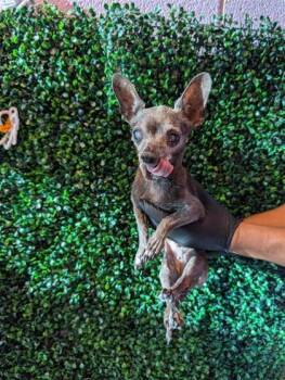 61765122 -  Chihuahua and Mixed Breed Dog for Adoption in El Paso, Texas - 61765122 | PetCurious
