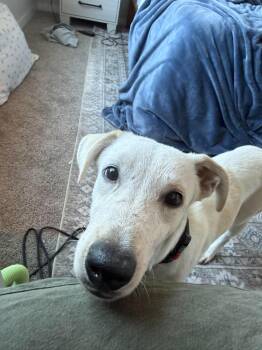 Fenn -  English Coonhound Dog for Adoption in Wando, South Carolina - Fenn | PetCurious