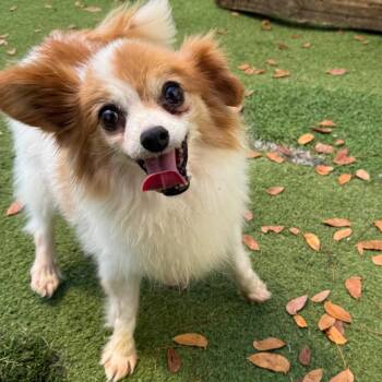 Papillon Dogs Available for Adoption in Loxahatchee Groves, Florida - Paradise 1214 | PetCurious