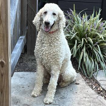 Asher -  Standard Poodle Dog for Adoption in Cincinnati, Ohio - Asher | PetCurious