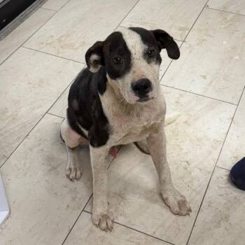 Gringo -  Pit Bull Terrier Dog for Adoption in Lufkin, Texas - Gringo | PetCurious