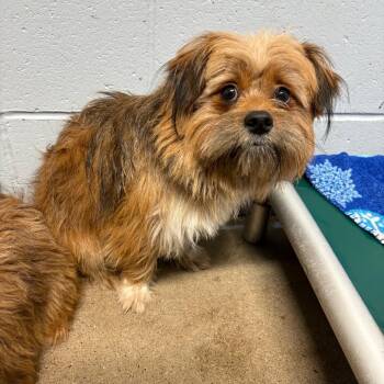 Rescue Shih Tzu and Pomeranian Dogs for Adoption in Crookston, Minnesota - T-Jay | PetCurious