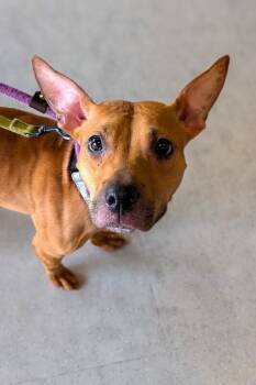 Dos -  Mixed Breed Dog for Adoption in Cincinnati, Ohio - Dos | PetCurious