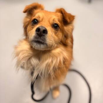 Pomeranian Dogs Available for Adoption - Bruno Bear | PetCurious