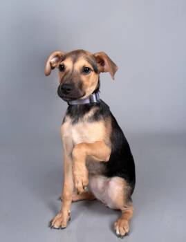 German Shepherd Dog Dogs Available for Adoption in Pflugerville, Texas - Buttercup  | PetCurious