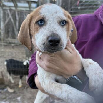 Anatolian Shepherd and Hound Dogs Available for Adoption - Hazel (H7F) | PetCurious