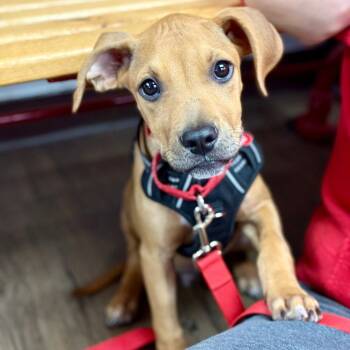 Flapjack -  Terrier Dog for Adoption in Bloomfield, Connecticut - Flapjack | PetCurious