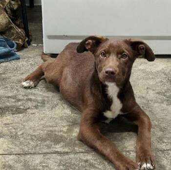Tootsie -  Chocolate Labrador Retriever Dog for Adoption in Scottsburg, Indiana - Tootsie | PetCurious