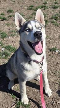 Siberian Husky Dogs Available for Adoption in Salem, Oregon - Trixster | PetCurious