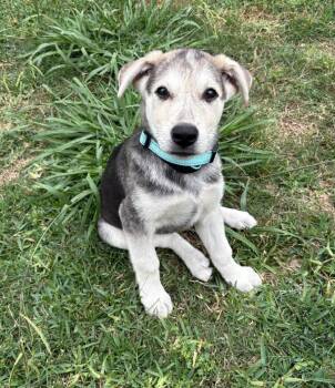 Shepherd Dogs Available for Adoption - Professor Boomer | PetCurious