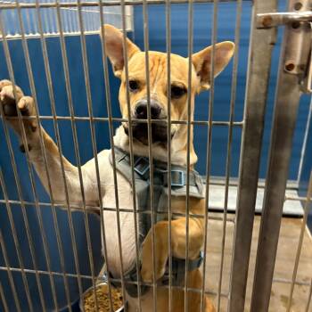 Rescue Terrier Dogs for Adoption in Montgomery, Alabama - Oscar | PetCurious