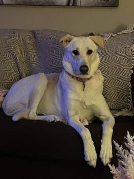 Lucy -  Canaan Dog and Saluki Dog for Adoption in St. Thomas, Ontario - Lucy | PetCurious