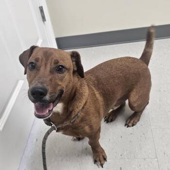 Rescue Dachshund and Corgi Dogs for Adoption in Evansville, Wisconsin - KIT | PetCurious