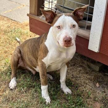 Mousy 26-07-163 -  Pit Bull Terrier and Mixed Breed Dog for Adoption in Bastrop, Texas - Mousy 26-07-163 | PetCurious