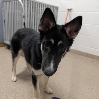 Shepherd and Mixed Breed Dogs Available for Adoption in League City, Texas - River | PetCurious