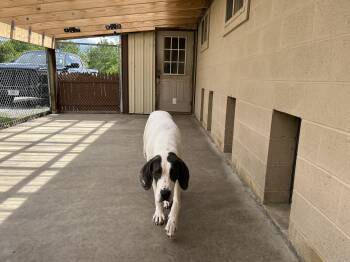 Roxy -  Great Dane Dog for Adoption in Pine Beach, New Jersey - Roxy | PetCurious