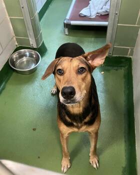 TUDY -  Mixed Breed Dog for Adoption in Dallas, Texas - TUDY | PetCurious