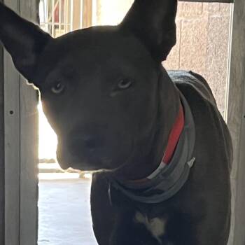 Mixed Breed Dogs Available for Adoption in Yuma, Arizona - Pinky | PetCurious