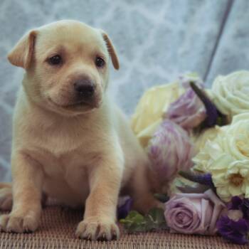 Rescue Mixed Breed Dogs for Adoption in Buffalo, Minnesota - Violet | PetCurious