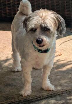 Flip -  Shih Tzu Dog for Adoption in Germantown, Ohio - Flip | PetCurious