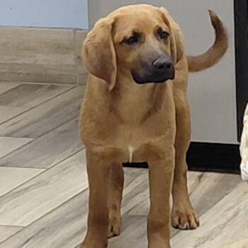 Chocolate Labrador Retriever and Mixed Breed Dogs Available for Adoption in Henderson, Kentucky - Arya | PetCurious