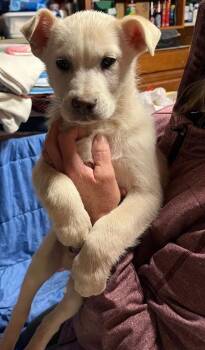 Shepherd and Retriever Dogs Available for Adoption - Glacier | PetCurious