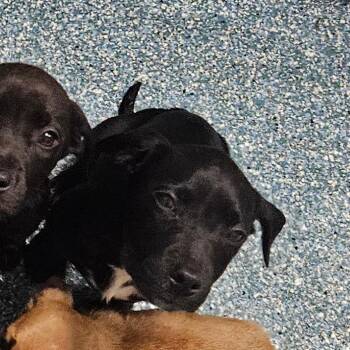 Applesauce -  Staffordshire Bull Terrier Dog for Adoption in Greensboro, North Carolina - Applesauce | PetCurious