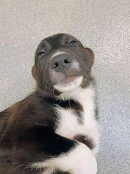 Paxton -  Retriever and Mixed Breed Dog Available for Adoption in Beatrice, Nebraska - Paxton | PetCurious