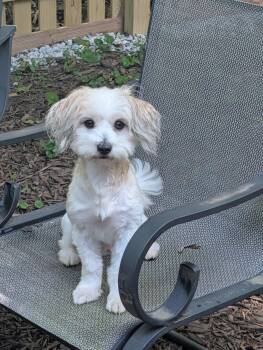 Ramsay -  Maltese and Yorkshire Terrier Dog for Adoption in Richmond, Virginia - Ramsay | PetCurious
