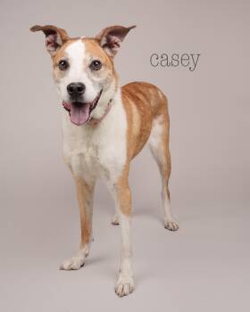 Rescue Terrier Dogs for Adoption in Peconic, New York - Casey | PetCurious