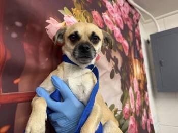 Chihuahua Dogs Available for Adoption in San Bernardino, California - LULU | PetCurious