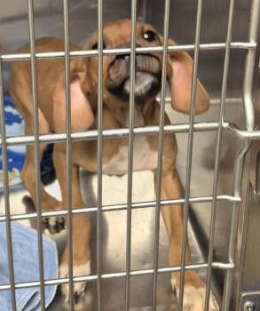 Beagle and Pit Bull Terrier Dogs Available for Adoption in Decatur, Illinois - SPRINGY | PetCurious