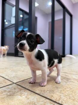 Vincent -  Chihuahua and Shih Tzu Dog for Adoption in Fort Wayne, Indiana - Vincent | PetCurious