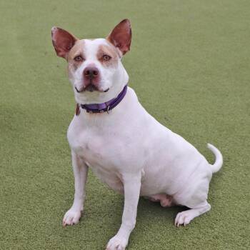 Mixed Breed Dogs Available for Adoption in Port Washington, New York - Sugar | PetCurious