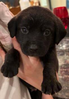 Rescue Hound Dogs for Adoption in Spring Hill, Tennessee - Luke Danes | PetCurious