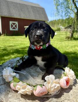 Retriever and Australian Shepherd Dogs Available for Adoption in Pittsboro, North Carolina - Callie | PetCurious