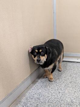 Beagle and Chihuahua Dogs Available for Adoption in St. Augustine, Florida - Tugboat | PetCurious