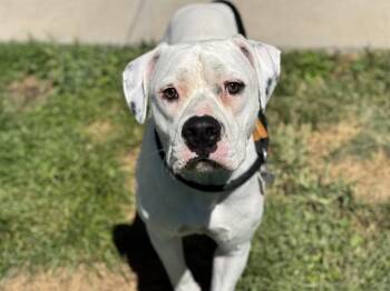 TREACLE -  Boxer and American Bulldog Dog for Adoption in Pueblo, Colorado - TREACLE | PetCurious