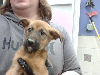 German Shepherd Dog and Mixed Breed Dogs Available for Adoption in Omaha, Nebraska - CAPPUCCINO | PetCurious