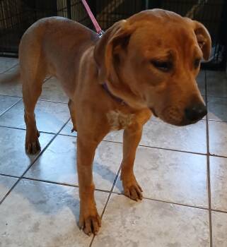 Rescue Labrador Retriever Dogs for Adoption in Gardiner, New York - Sandy | PetCurious