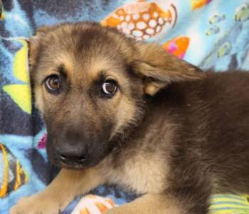 Quill -  German Shepherd Dog Dog for Adoption in Thief River Falls, Minnesota - Quill | PetCurious