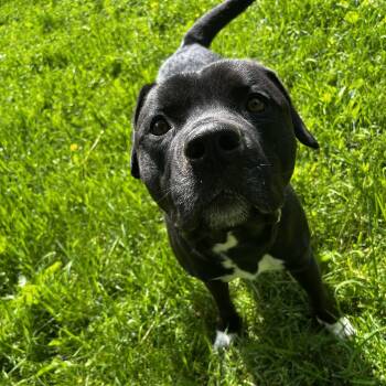 Rosco -  Pit Bull Terrier Dog for Adoption in Charlotte, Michigan - Rosco | PetCurious