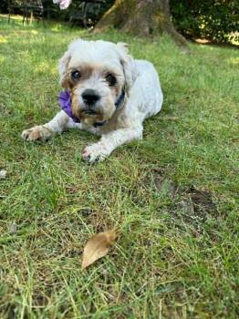 Shih Tzu Dogs Available for Adoption in Waxhaw, North Carolina - Trisha | PetCurious