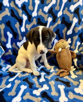 Nathan -  Feist and Mixed Breed Dog for Adoption in Clarksville, Tennessee - Nathan | PetCurious