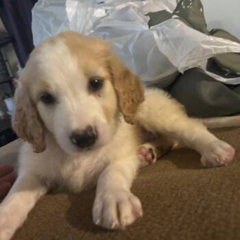 Borgin -  Mixed Breed Dog for Adoption in Fredericksburg, Virginia - Borgin | PetCurious