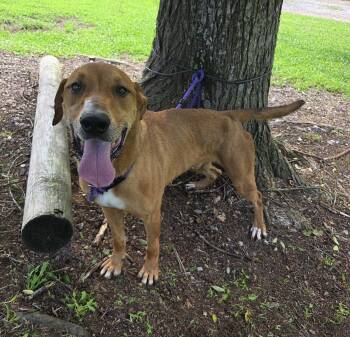 Oscar -  Labrador Retriever and Rhodesian Ridgeback Dog for Adoption in Attalla, Alabama - Oscar | PetCurious